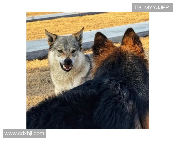 捷克狼犬与其他犬种的性格特点和饲养技巧全面对比分析